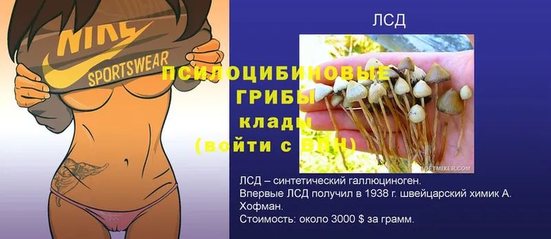 Галлюциногенные грибы ЛСД  Куртамыш 